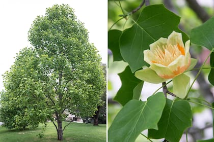 Liriodendron tulipifera, llamado tulipanero, con detalle de su flor.