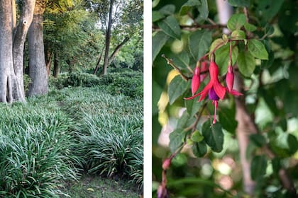 Liriope muscari (cubresuelo) y Fuchsia magellanica, dos especies que crean ambientes sutiles y elegantes, con identidad propia