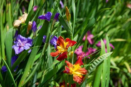 Lirios en Vivero Acuático Naturalia.