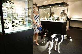 Museo dog friendly: ladra el Decorativo en una muestra para llevar mascotas