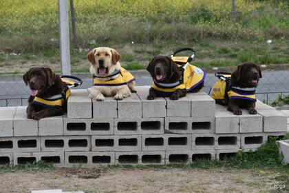 Lisboa formó parte de los animales que fueron entregados en octubre de este año como parte del programa de Perros Guías Argentinos.