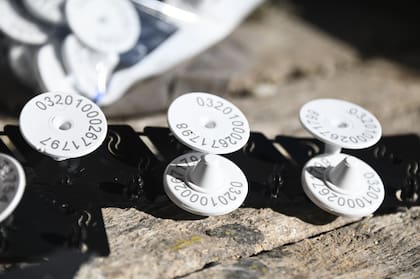 Lizziero aclaró que, aunque la obligación alcanza a los terneros nacidos en 2025 que se movilicen a partir del 1° de enero de 2026, muchos productores ya comenzaron a identificar todo el rodeo para unificar el manejo