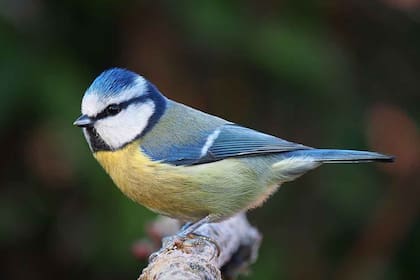 Llama especialmente la atención su corona azul y su pecho amarillo