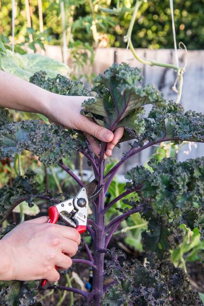 Llamado también col crespa, las hojas de kale aportan textura y color en las variedades violáceas