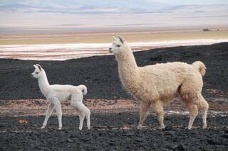 Los lugares secretos de las alturas de Catamarca, Salta y Jujuy