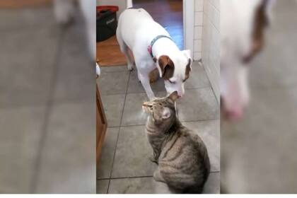 Cuando llegó Leela, la perra que el cachorro Louie trajo como refuerzo, el gato Marvin emprendió la retirada