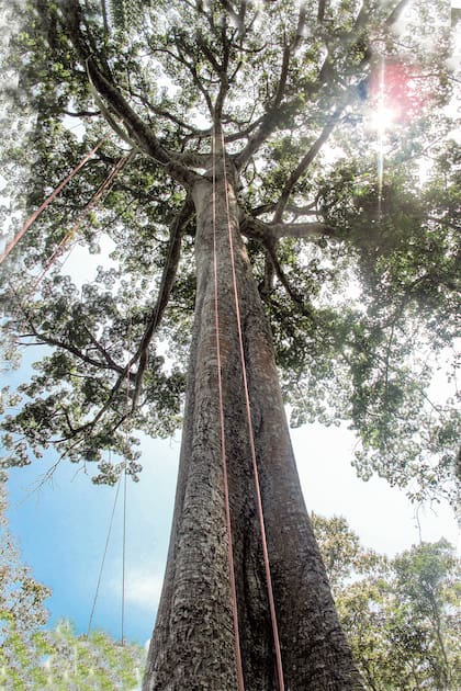 Llegar a lo alto de un samaúma permite contemplar una vista panorámica de la selva amazónica y su fauna