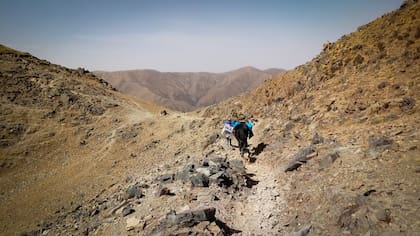 Un ejemplo de la ductilidad de la mula es llevar a lomo las urnas para que personas alejadas puedan votar