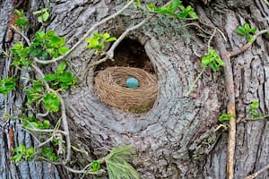 Qué hacer si encuentras un huevo de ave en tu jardín; según el Servicio de Pesca y Vida Silvestre de EE.UU.