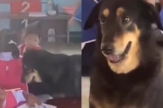 Llevó a una perra sumida en una profunda tristeza a una escuela y lo que ocurrió conmovió a todos