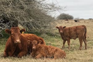 En marzo se vendió un 26% menos de terneros