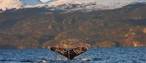 Décadas sin caza permitieron recuperar una postal que el Canal Beagle había olvidado