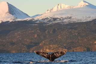 Décadas sin caza permitieron recuperar una postal que el Canal Beagle había olvidado