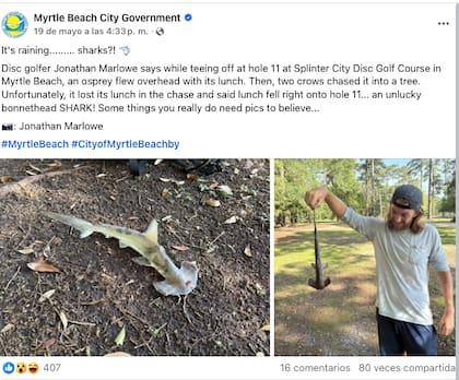 Llueven tiburones martillo; así reaccionaron tras descubrir la presa del águila