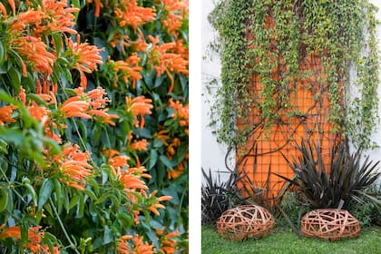 Lluvia de fuego (Pyrostegia venusta) es una de las más espectaculares en invierno