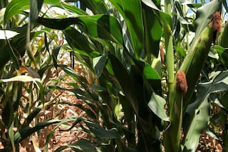 Lluvias favorecen cultivos de maíz en este de Paraguay, pero se espera clima seco en próximos días: LSEG