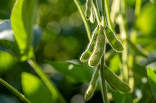 Lluvias llegan a regiones argentinas de soja necesitadas de agua: bolsa de cereales