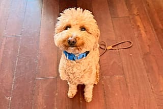 Quiso viajar con su perro, no pudo y por la decisión que tomó terminó presa