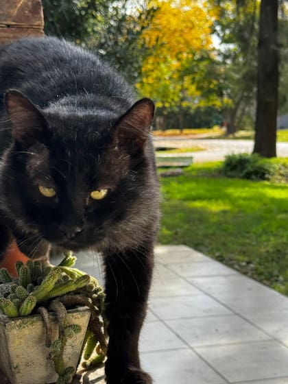 Lo bautizó Cuervo por el pelo negro y por su pasión por el club de fútbol San Lorenzo de Almagro