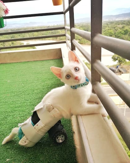 Lo encontraron abandonado en una casa y con una discapacidad (Foto: Instagram @angel_ungatofeliz)