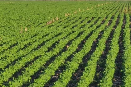 Lo más distintivo de este cambio evolutivo consistió en el abandono de las labranzas y de la idea de “la explotación de los recursos constituyentes del agroecosistema” como el suelo, el agua y otros