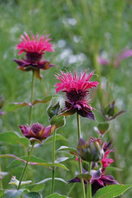 Lo más interesante es que, al usar plantas del jardín, el aspecto final es un ramo suelto y natural (Monarda didyma)