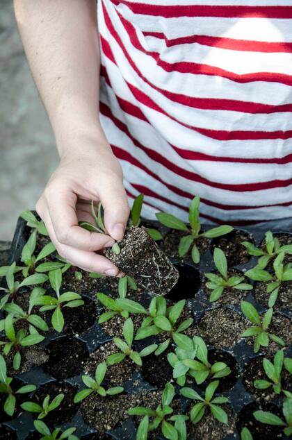 Lo más recomendable cuando se germinan semillas por primera vez es optar por la siembra en almácigo