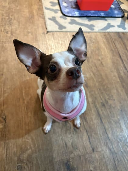 Lo más triste que descubrieron fue que la perrita tenía una familia.