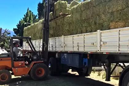 Lo primero que se hizo fue “poner mil fardos en el territorio para asistir rápidamente a aquellos animales que han quedado sin posibilidad alguna de moverse o ser trasladados"
