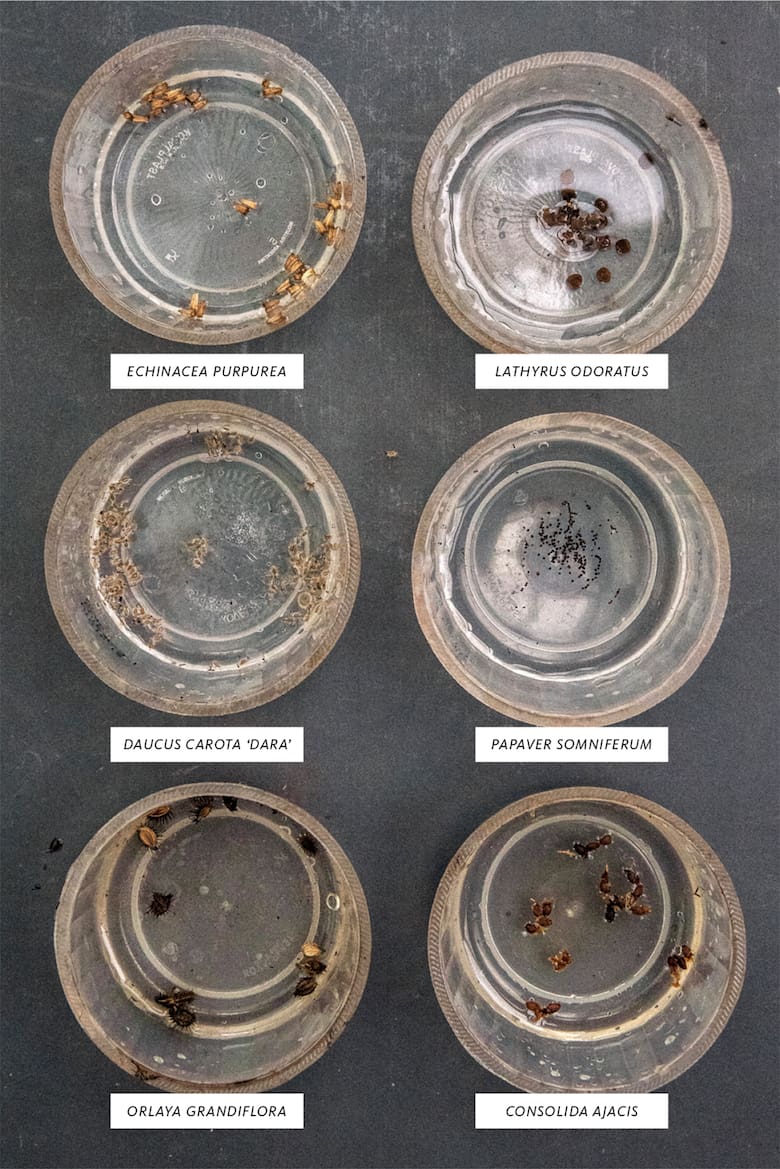 El ABC de la jardinería de otoño: cómo sembrar y multiplicar nuestras plantas en esta época