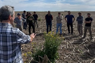 Las malezas aprenden, ¿y nosotros?