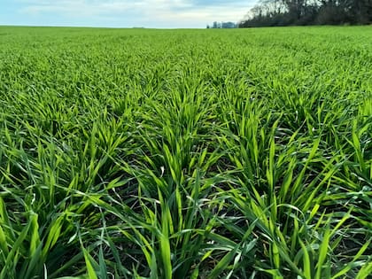Lo propio sucede con la digestibilidad de la materia seca. Cuando aparecen las primeras espigas o panojas, con el cultivo verde, se alcanzan los máximos valores (76 a 80%), también en función de la fertilidad del suelo