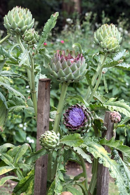 Lo que conocemos como alcaucil es la flor de la planta Cynara cardunculus.
