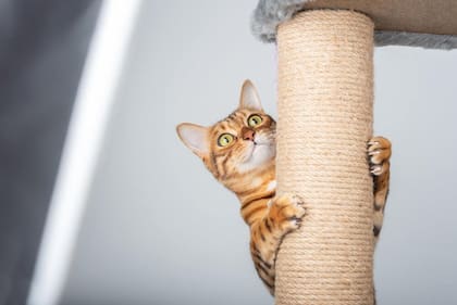Lo que debés tener en casa para recibir a un gato que acabás de adoptar: el rascador, un aliado para liberar energías
