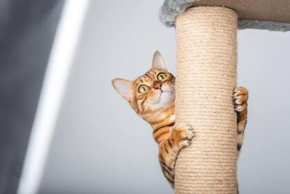 Lo que debés tener en casa para recibir a un gato que acabás de adoptar: el rascador, un aliado para liberar energías