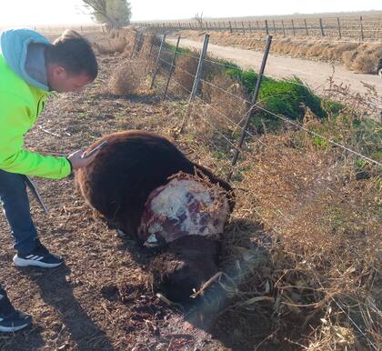 Lo que dejaron los delincuentes de la ternera faenada. Se llevaron los cuartos y las paletas