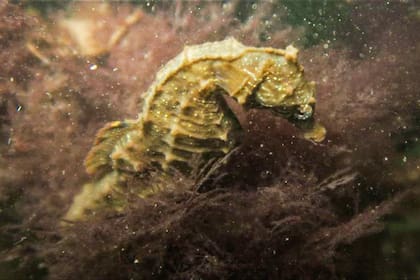 Lo que fascina a Gabriela es su ritual de apareamiento y su forma de reproducción. El macho es el que se embaraza, la hembra deposita los huevos en una bolsa incubadora que fertiliza.