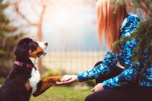 Lo que hay que tener en cuenta a la hora de educar a tu perro (Foto: iStock)
