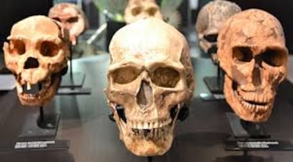 Lo que más llamó la atención de los investigadores fue el tamaño de los cráneos y los dientes de estos seres (imagen ilustrativa)