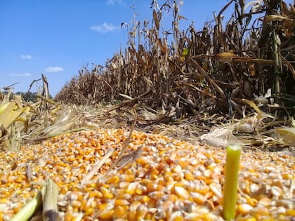 Lo que parece claro es que, mientras no haya definiciones sobre lo cambiario, el mercado se mantendrá más demandante que oferente de divisas. Eso se nota en la aceleración que hubo en las últimas semanas en el envío a puerto de granos (básicamente maíz)