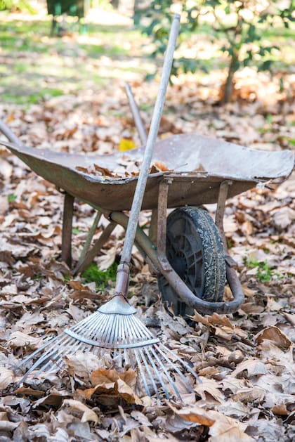 Lo que parece un resto es, en realidad, el principio de un nuevo ciclo: las hojas secas devuelven nutrientes esenciales al suelo