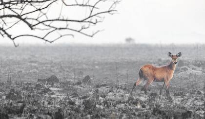 Lo que queda después del fuego
