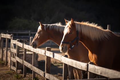 “Lo que te enseña un caballo no se te olvida nunca”, afirma Nadine Bell.
