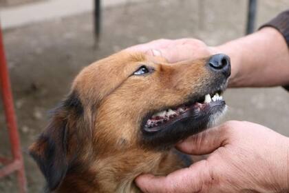 Lo recomendable es cepillarle los dientes a los perros a partir de los 7 meses de edad