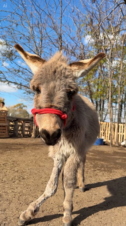 Lo vieron a lo lejos, separado del resto de los animales, en un corral.