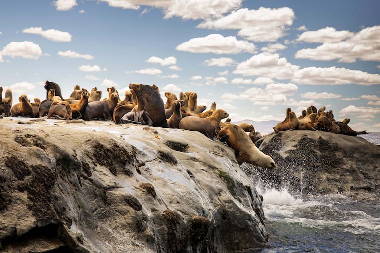 En la Isla Pingüino habitan colonias de lobos marinos de uno y dos pelos, de 20.000 ejemplares en su totalidad, y las cuatro especies de cormoranes. Fotos: Guadalupe Faraj.