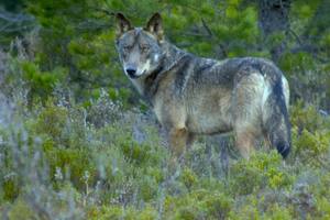 Tres poblados rurales de España demuestran que es posible convivir con lobos