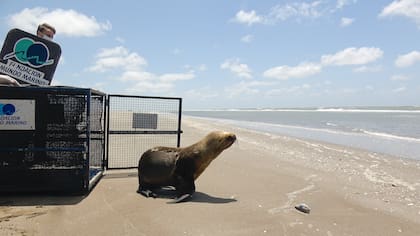 Lobo marino es liberado al mar por la Fundación Mundo Marino