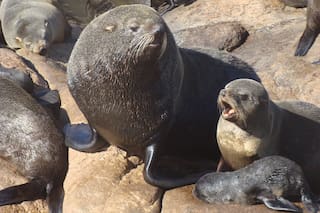 Arqueólogos descubren un patrón inesperado en los lobos marinos en el Golfo San Jorge