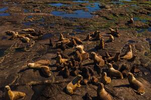 Islote Lobos: el paraíso natural en el sur que se convirtió en parque nacional